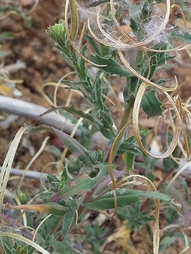 Image of Epilobium hirtigerum by no rights reserved