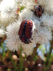 Trichostetha capensis hottentotta