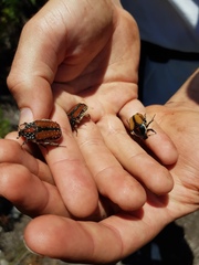 Trichostetha capensis hottentotta