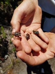 Trichostetha capensis hottentotta