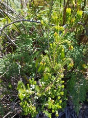 Erica viridiflora viridiflora