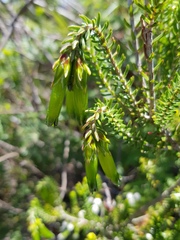 Erica viridiflora viridiflora