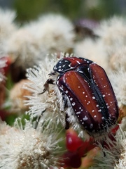 Trichostetha capensis hottentotta
