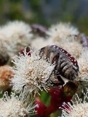 Trichostetha capensis hottentotta