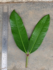 Garcinia pushpangadaniana