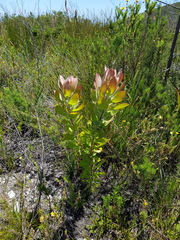 Leucospermum glabrum