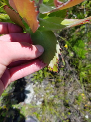 Leucospermum glabrum