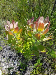 Leucospermum glabrum