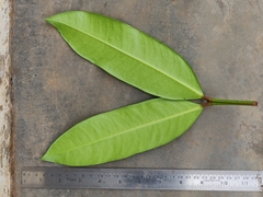 Garcinia pushpangadaniana