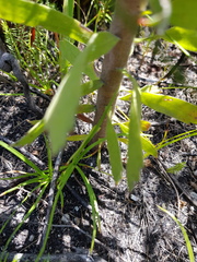 Leucospermum glabrum