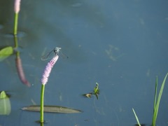 Aponogeton natans