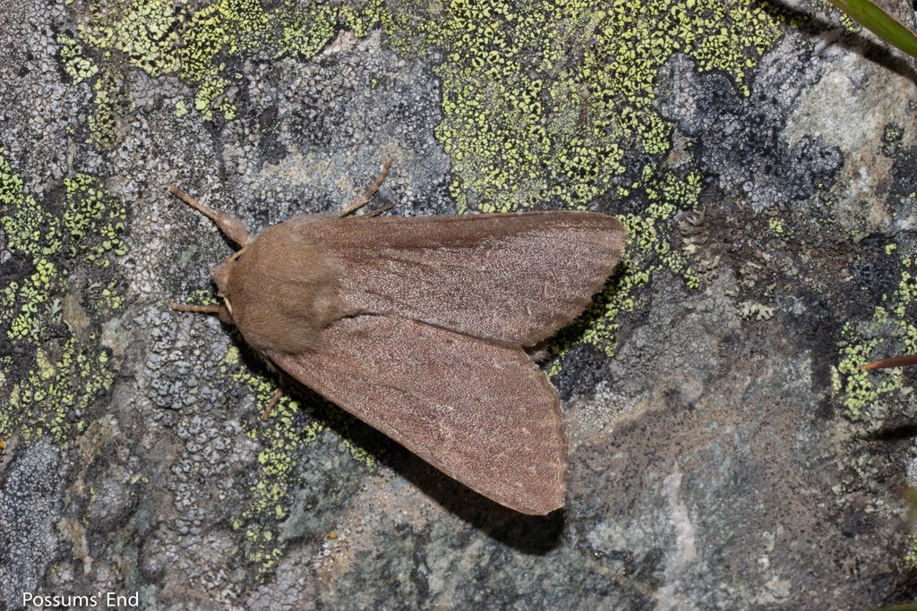 Speargrass moth