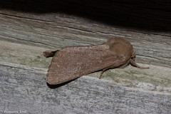 Ichneutica nullifera