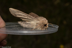 Ichneutica nullifera