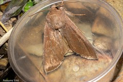 Ichneutica nullifera