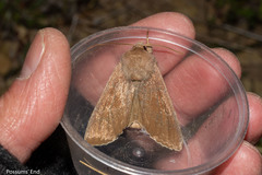 Ichneutica nullifera