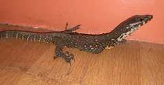 Varanus nuchalis