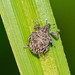 Map Weevil - Photo (c) Reiner Richter, some rights reserved (CC BY-NC-SA), uploaded by Reiner Richter