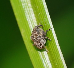 Mogulones geographicus