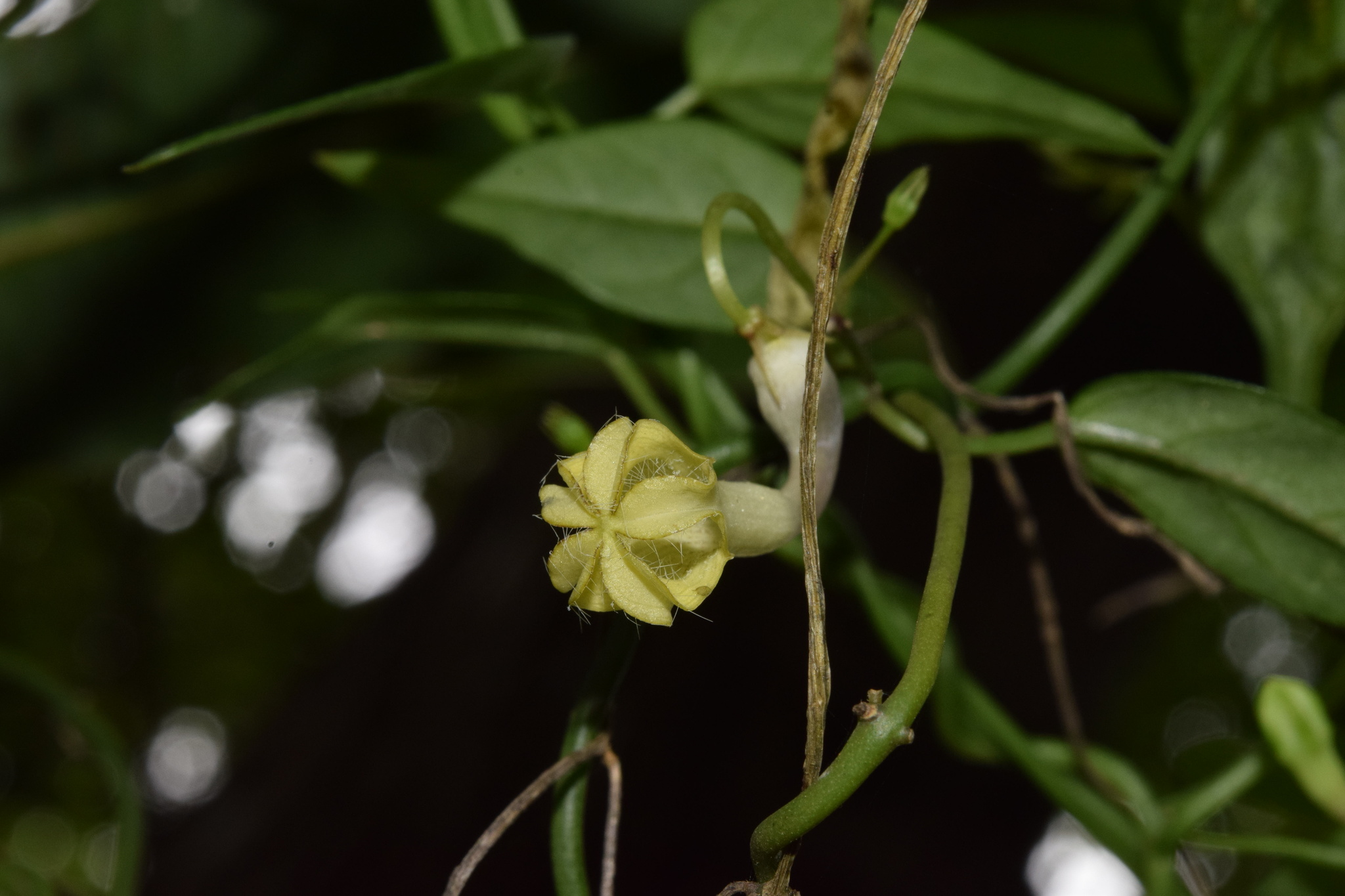 Ceropegia brachyceras
