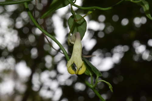 Ceropegia brachyceras