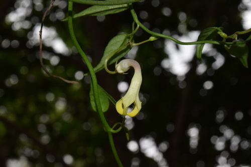 Ceropegia brachyceras