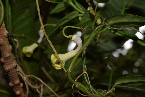 Ceropegia brachyceras