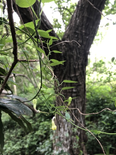 Ceropegia brachyceras