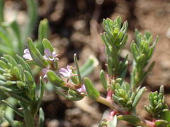 Lythrum thymifolia