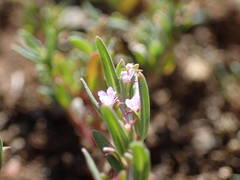 Lythrum thymifolia