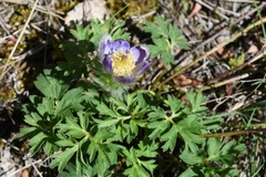 Pulsatilla ambigua