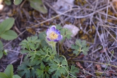 Pulsatilla ambigua