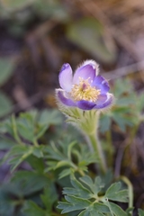 Pulsatilla ambigua