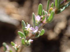 Lythrum thymifolia