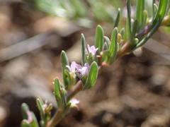 Lythrum thymifolia