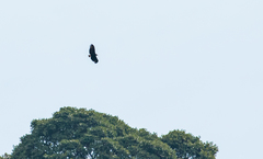 Buteogallus solitarius