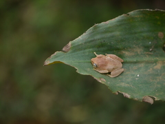 Raorchestes luteolus