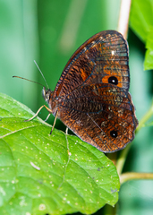 Praepronophila perperna