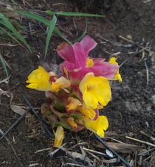 Curcuma aromatica