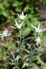 Leontopodium ochroleucum