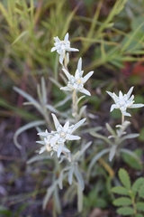 Leontopodium ochroleucum