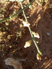 Image of Acanthorrhinum ramosissimum