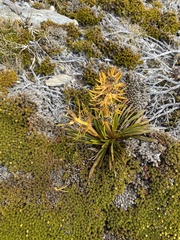 Aciphylla hectori
