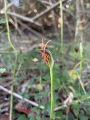 Pterostylis erecta