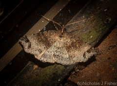 Lithilaria proestans