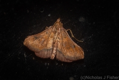 Endotricha dispergens