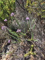 Aspalathus cephalotes violacea