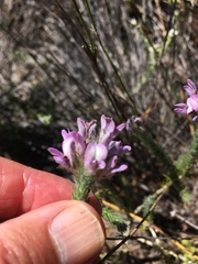 Aspalathus cephalotes violacea