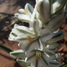 Star-of-Bethlehem Tribe - Photo (c) Zaidi, some rights reserved (CC BY-NC), uploaded by Zaidi