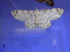 Ascotis reciprocaria